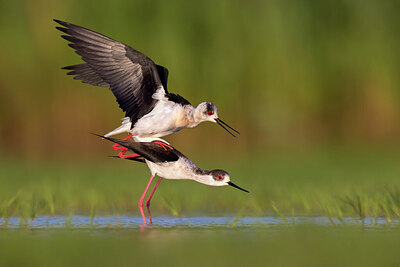 BUITEN BEELD Foto: 435748
