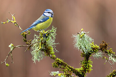 BUITEN BEELD Foto: 435749