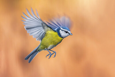 BUITEN BEELD Foto: 435750