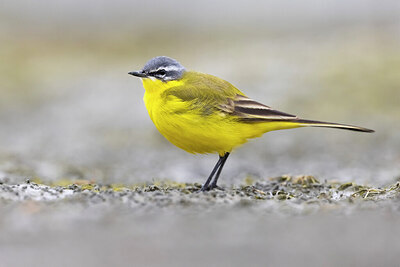 BUITEN BEELD Foto: 435751