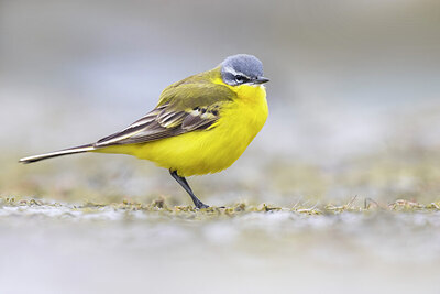 BUITEN BEELD Foto: 435752