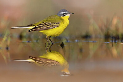 BUITEN BEELD Foto: 435753