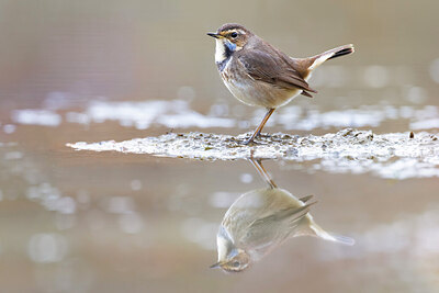 BUITEN BEELD Foto: 435754