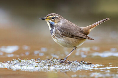 BUITEN BEELD Foto: 435756