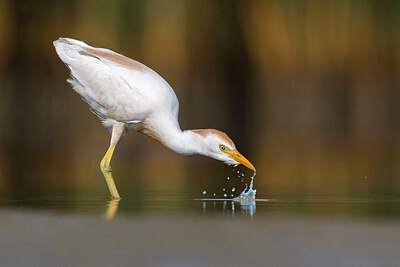 BUITEN BEELD Foto: 435763