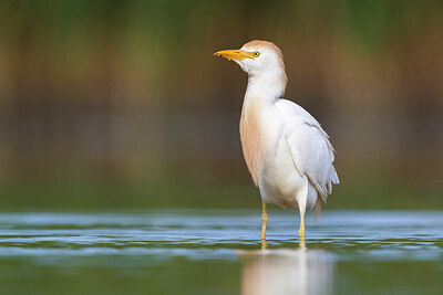 BUITEN BEELD Foto: 435764