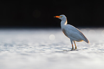 BUITEN BEELD Foto: 435765