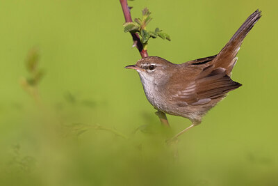 BUITEN BEELD Foto: 435767