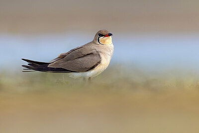 BUITEN BEELD Foto: 435772