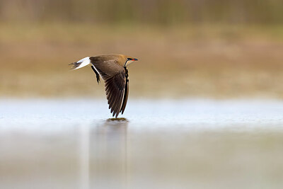 BUITEN BEELD Foto: 435773