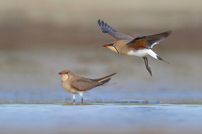 BUITEN BEELD Foto: 435775