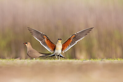 BUITEN BEELD Foto: 435776