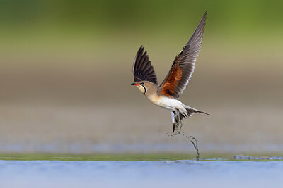BUITEN BEELD Foto: 435777