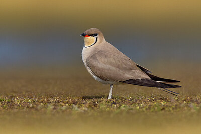 BUITEN BEELD Foto: 435778