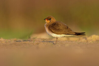 BUITEN BEELD Foto: 435780