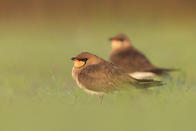 BUITEN BEELD Foto: 435783