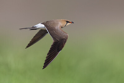 BUITEN BEELD Foto: 435784