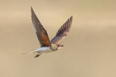 BUITEN BEELD Foto: 435785