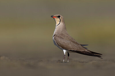 BUITEN BEELD Foto: 435787