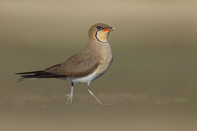 BUITEN BEELD Foto: 435788
