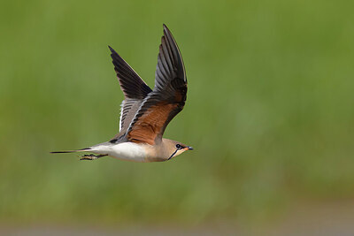 BUITEN BEELD Foto: 435792