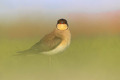 BUITEN BEELD Foto: 435794