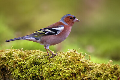 BUITEN BEELD Foto: 435797