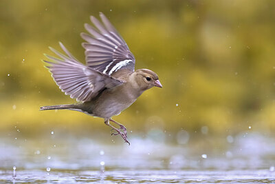 BUITEN BEELD Foto: 435798