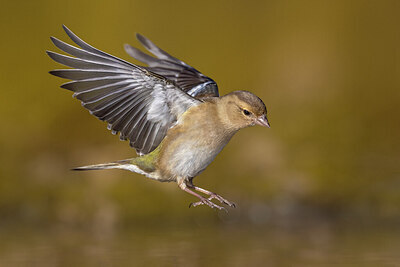 BUITEN BEELD Foto: 435799
