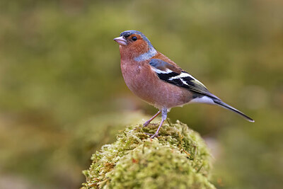BUITEN BEELD Foto: 435800