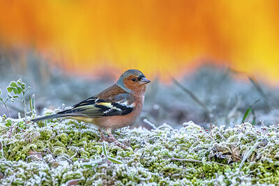 BUITEN BEELD Foto: 435801