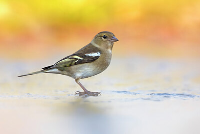 BUITEN BEELD Foto: 435802