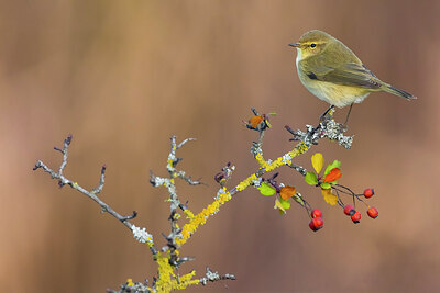 BUITEN BEELD Foto: 435806