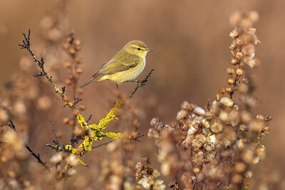 BUITEN BEELD Foto: 435810