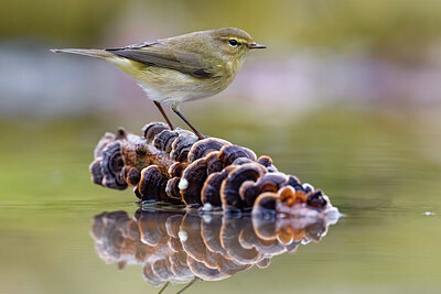 BUITEN BEELD Foto: 435811
