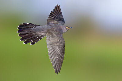 BUITEN BEELD Foto: 435814