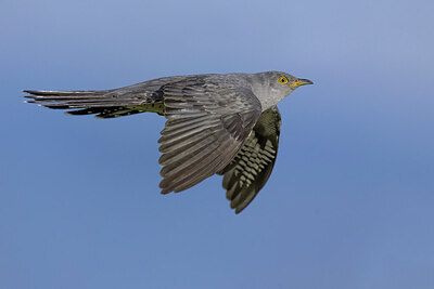 BUITEN BEELD Foto: 435816