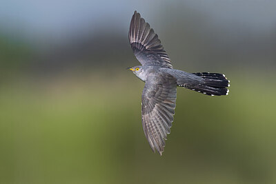 BUITEN BEELD Foto: 435817