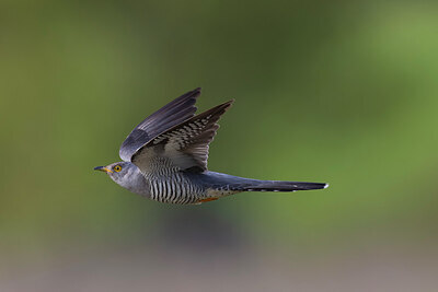 BUITEN BEELD Foto: 435819