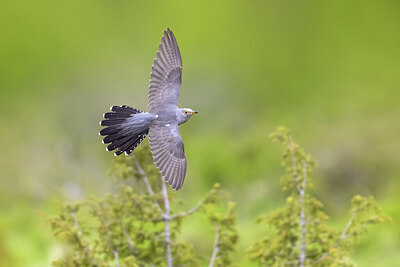 BUITEN BEELD Foto: 435821