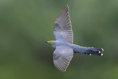 BUITEN BEELD Foto: 435822