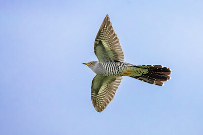 BUITEN BEELD Foto: 435823