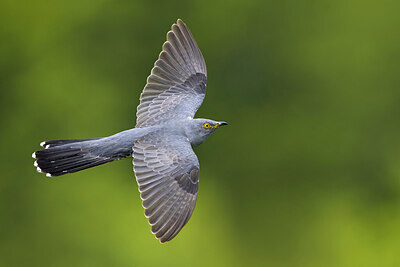 BUITEN BEELD Foto: 435824