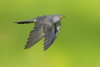 BUITEN BEELD Foto: 435825