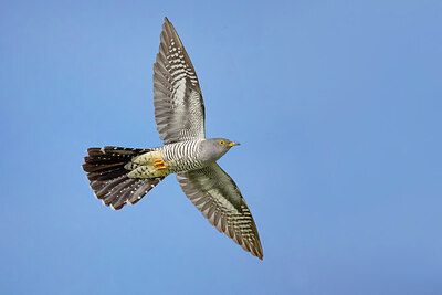 BUITEN BEELD Foto: 435827