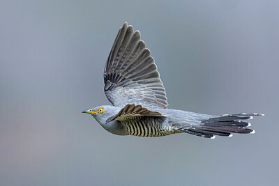 BUITEN BEELD Foto: 435829