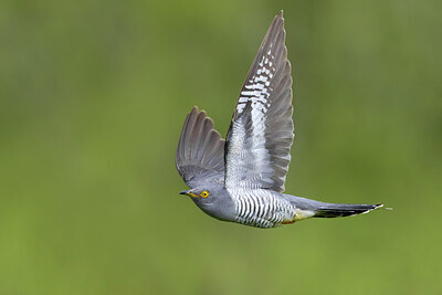 BUITEN BEELD Foto: 435832