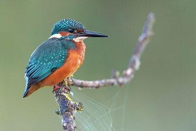 BUITEN BEELD Foto: 435835