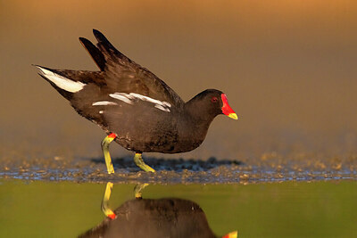 BUITEN BEELD Foto: 435836