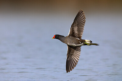 BUITEN BEELD Foto: 435838